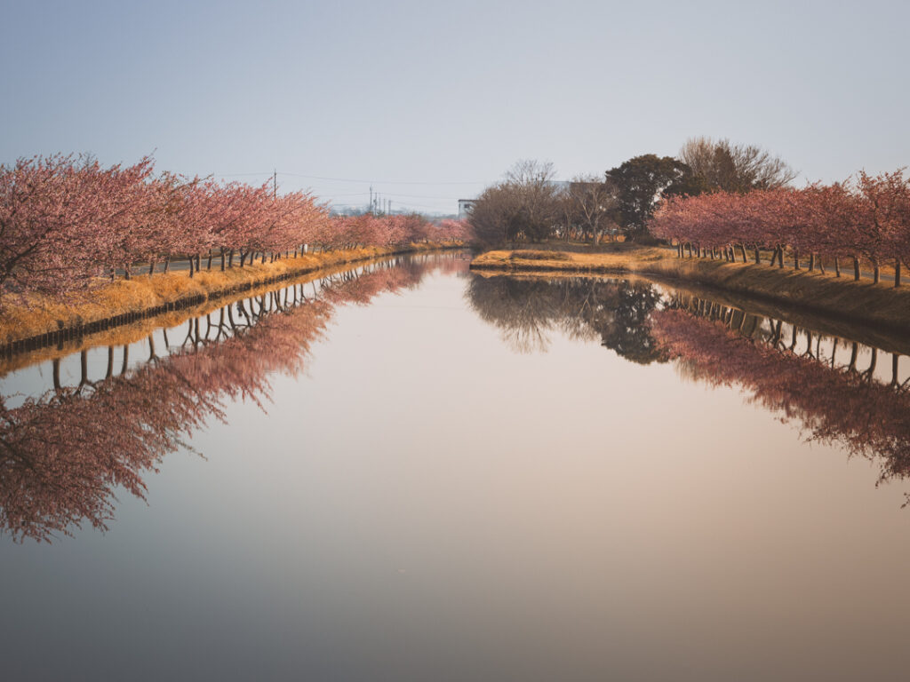 笠松河津桜ロードが絶景でした！
