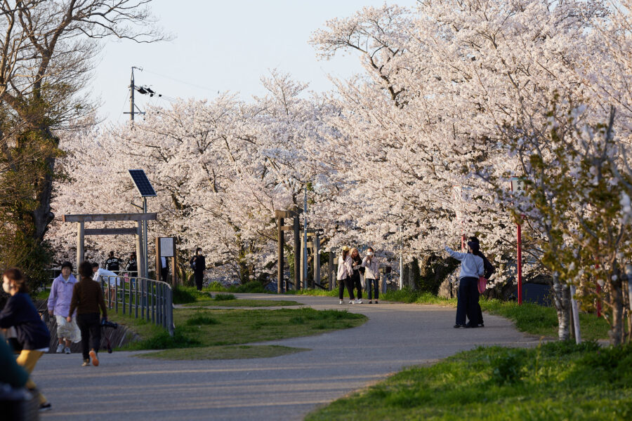 宮川堤の桜が満開！今年は露店も出てたよ！