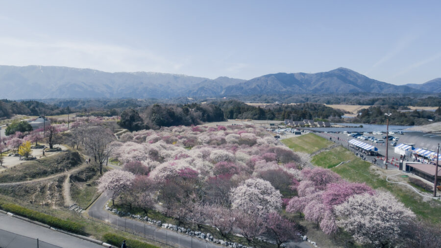 いなべ農業公園に梅を見に行ってきました！