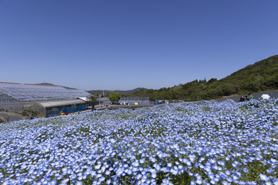 志摩観光農園でネモフィラを見てきました。